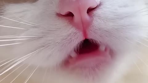 Cute cat 🐈 funny video