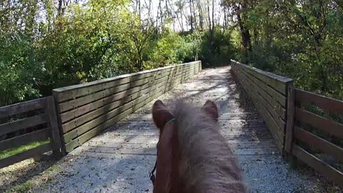 Following the Narrow Path Horse Devotional