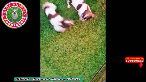 🐶TikTok Animals-Funny and Cute -Dog Video #07 || TikTok Animals-Funny and Cute Channel.