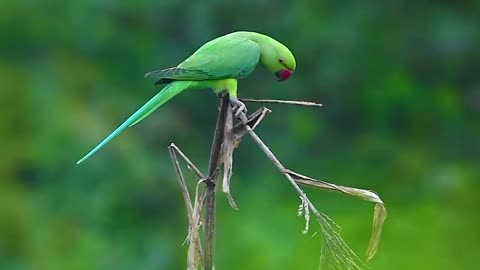The parakeets #reels #reelsvideo #reelsinstagram #trendingreels #viral #wildlifephotography