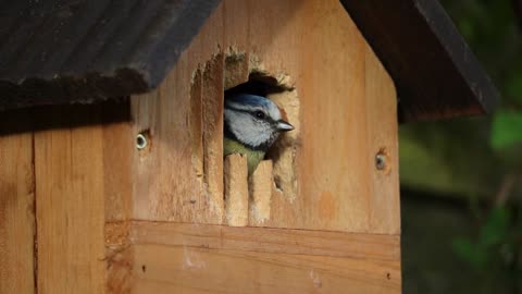 Watch Hassoun happy with his new wooden home