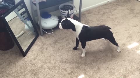 Boston Terrier barking at himself in the mirror