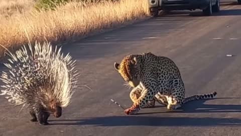 Cheetah vs Hedgehog in africa