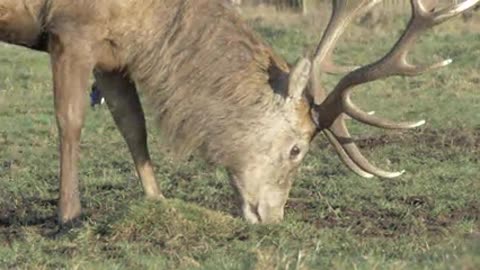 beautiful Deer Grazing in the wild