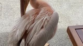 Pelican is a Restaurant Regular
