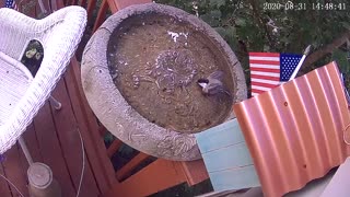 MOM SAID TO WASH MY FACE, SO I'M TRYING! BLACK CAPPED CHICKADEE IN THE BIRD BATH.