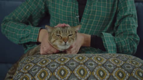 Cute affectionate green eyed shorthair tabby female cat lying peacefully and purring