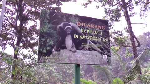 Indonesia races to save the Javan gibbon's home