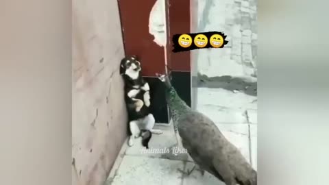 funny video cats and dogs