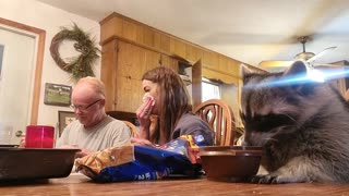 Raccoon Eats Crunchy Snacks at Family Dinner