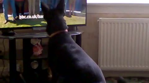 Dog watching Bargain Hunt on tv.