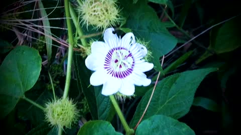 FLOWER: White Wildflower
