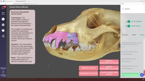 Canine dental nerve blocks - 3D Veterinary Anatomy & Learning IVALA®