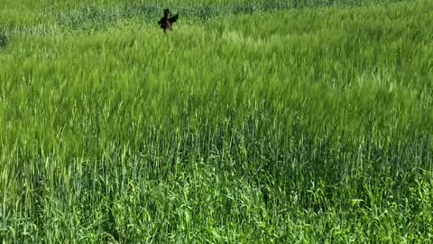 Happy Dog Bounds Through Grass