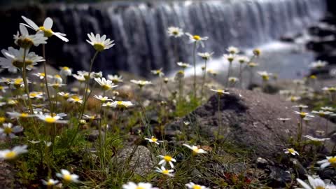 Daisy flowers near a big waterfall