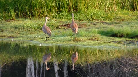 Sandhill Cranes Are Reflected on the Lake at Birch Forest in August in Fairbanks, Alaska