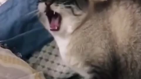 Overly-dramatic cats gets super vocal