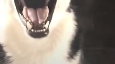Husky dog is the best comedian 🤣 Funny Husky Dogs Video Compilation