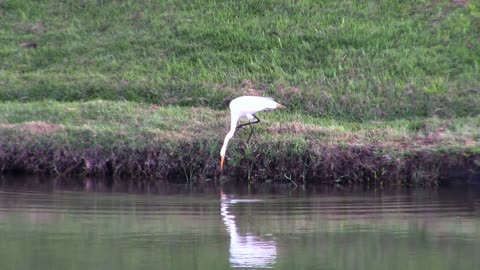 Great White Heron Habitat Bird Near Lake