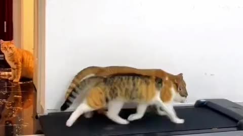 HOW CATS ENJOING ON EXERCISE RUNNING RAMP