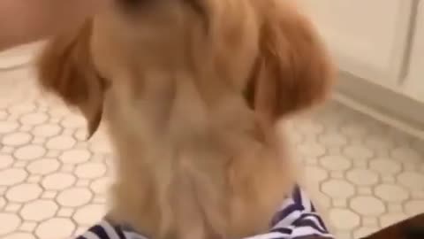 Funny dog eating in his funny clothes