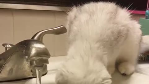 Cute Kitten is thirsty