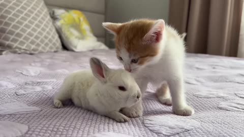 Cute Tiny Kitten Reacts to Baby Bunny [Cuteness Overload]