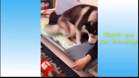 funny dog & cat video compilation