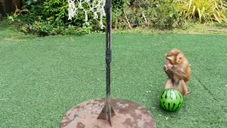 Cute Monkey Dunks a Basketball