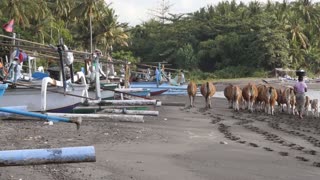 Woman Herding Cows Past Outriggers on a Beach