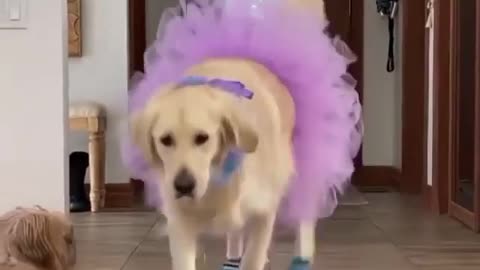 FUNNY DOG WEARING SHOES
