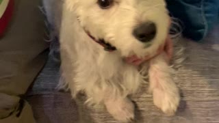 Daughters Surprise Dad With Westie Puppy