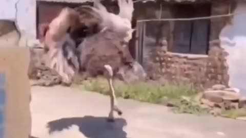 Classic Clip: Man chases off a mostly peaceful ostrich
