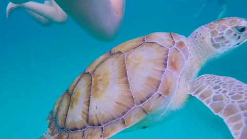 Go swimming with Turtles in BARBADOS!