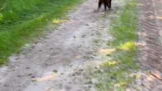 Playful Alpacas Get Tripped Up