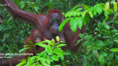 Capturing Wildlife & Insects in Borneo by Dan & Jayaprakash