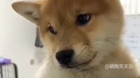 The dog's sadness when it's expression is so cute