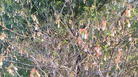 Wild Blueberry shrub at Escambia Lakes