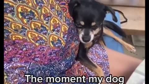 Sweet dog realizes it’s owner is pregnant