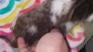Rescue Kittens Moana and Dixon battle