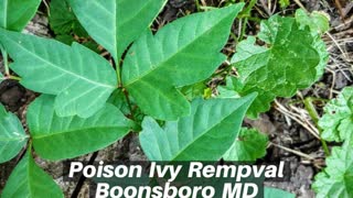 Poison Ivy Removal Boonsboro MD Landscaping Contractor