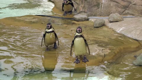 a groups of penguins walk in the park