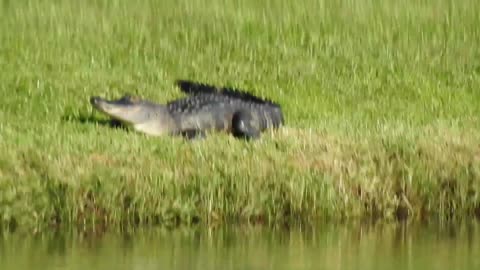 2 Alligators in a small Florida pond