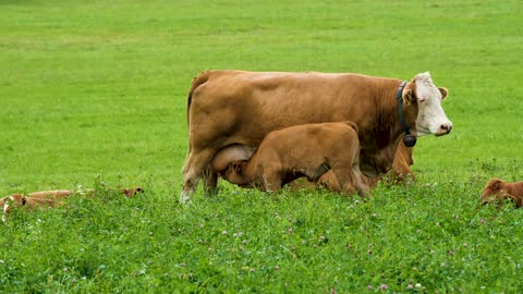 Loving mother cow plays with newborn calf, then nursers her