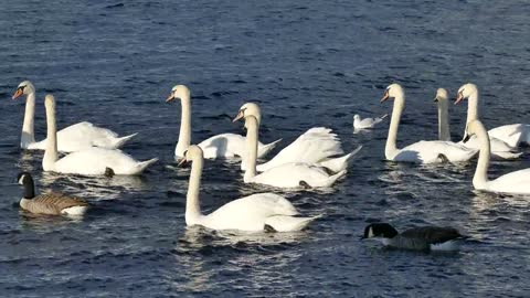 Swans Ducks Water White Bird Nature-Animal