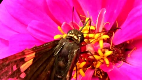 A Butterfly Drinking Through it's Tube-like Tongue Called a Proboscis
