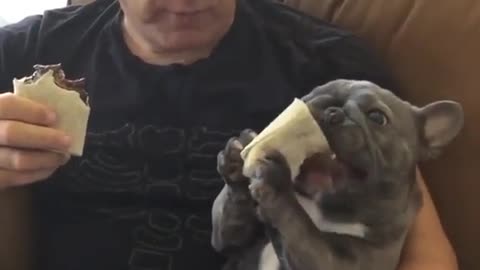BABY BULLDOG EAT SANDWICH HOLDING BY HIS TWO HAND.mp4