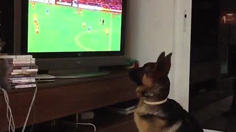 German Shepherd intensely watches soccer game