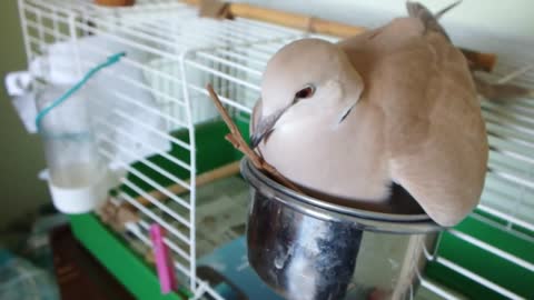 Senda (tórtola domesticadomestic collared dove) construyendo su nido en su comedero