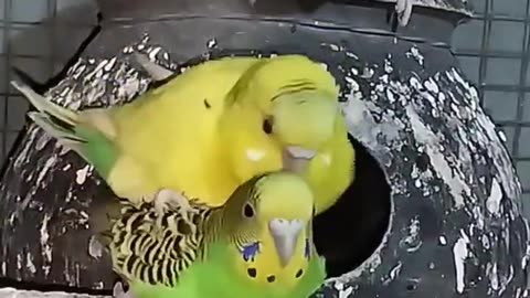 Cockatiel | Funny parrot | Funny birds | funny animals